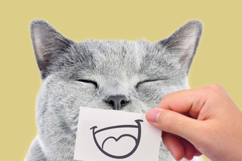Imagen del proyecto Cat Lovers para Boehringer Ingelheim